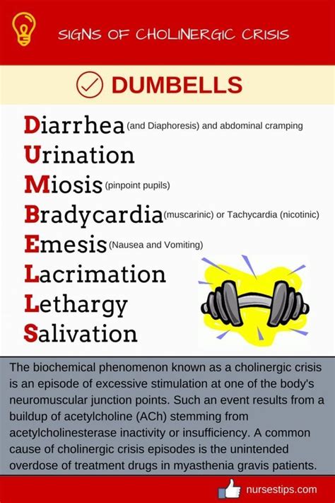 Press the weights above you, locking out your elbows ( A ). . Dumbbells mnemonic